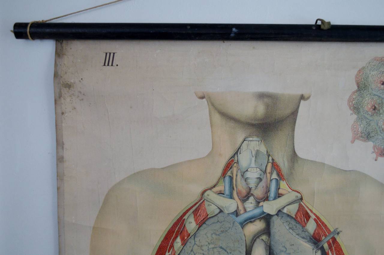 Tableau anatomique ancien Architecture de l'anatomie humaine par E. Hoelemann Bon état - En vente à Atlanta, GA