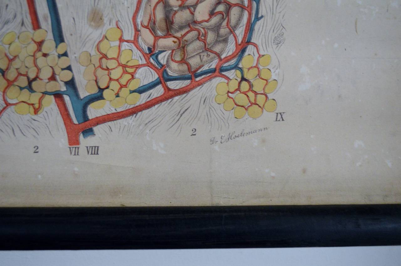 Scandinave moderne Tableau anatomique ancien Architecture de l'anatomie humaine par E. Hoelemann en vente