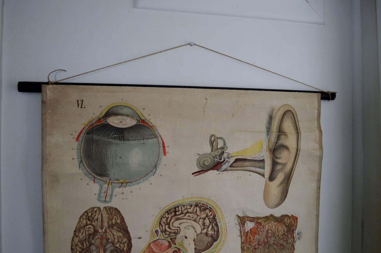 Antique Anatomical Chart Architecture of the Human Anatomy by E. Hoelemann In Good Condition For Sale In Atlanta, GA