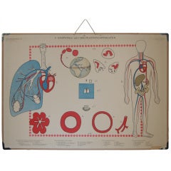 Vintage Swedish Mid-Century Medical Educational Diagram
