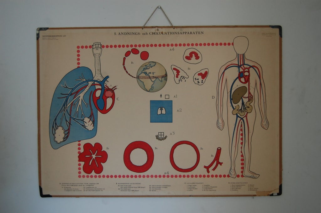 Vintage Swedish Mid-Century Medical Educational Diagram