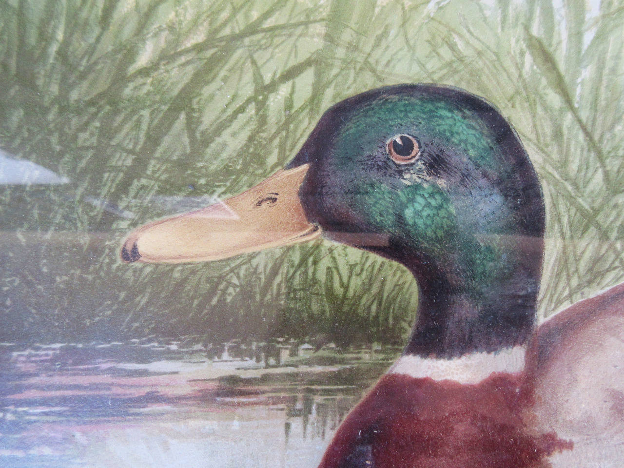 Late 19th century exceptional multicolored chromolithograph of Mallard ducks, attributed to Alexander Pope, Jr., period gilt frame.