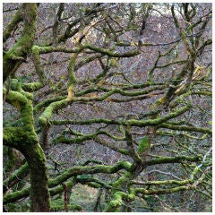 Horizontal Branches