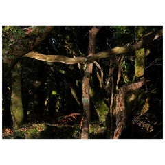 Christopher Sharples - Archival pigment print