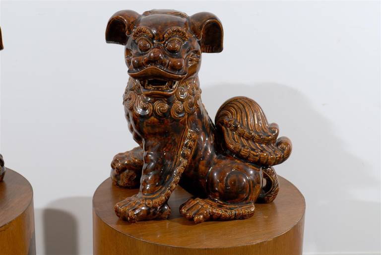 Chic pair of foo dogs in rich brown glaze.