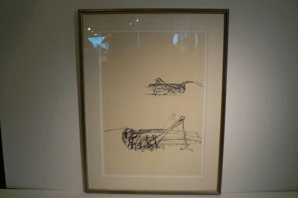 Grasshopper  Pen and Ink Drawing