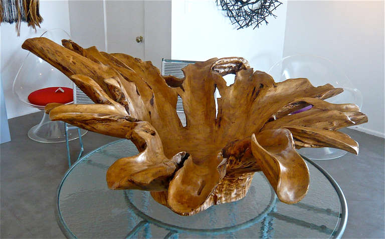 Philippine Outstanding Large Phillipine Molave Burl Centerpiece