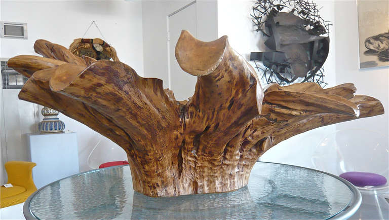 Outstanding Large Phillipine Molave Burl Centerpiece In Excellent Condition In Cathedral City, CA