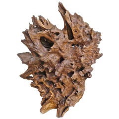 Exceptional Teak Root Sculpture