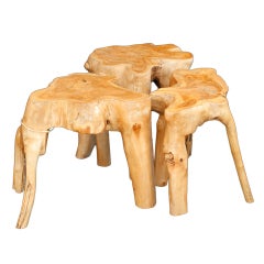 Mangrove Root Stools