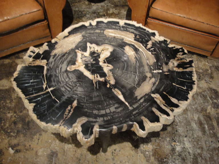 Large Petrified Wood Table with 4 Hand Forged Iron Legs In Excellent Condition In Napa, CA