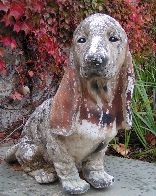 basset hound vieux