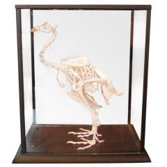 Rooster Skeleton Display