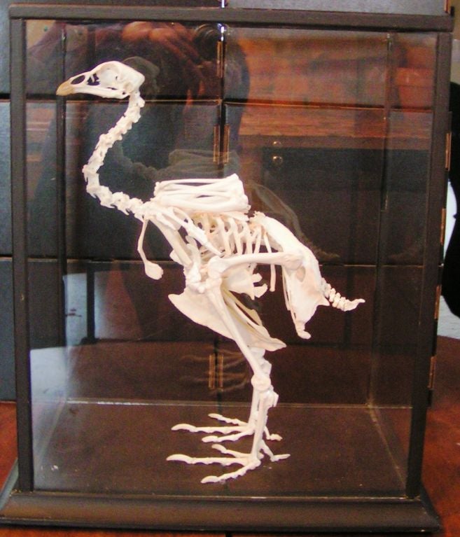 Fully assembled rooster skeleton.  Great Detail, quite elegant and references a Victorian interest in natural history.