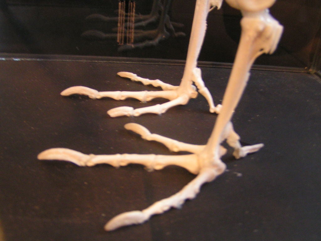 giant chicken skeleton