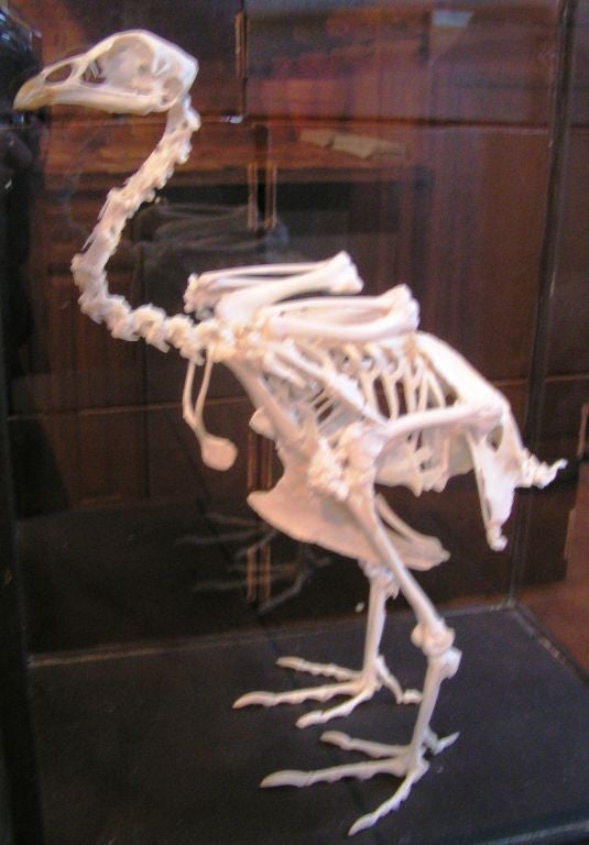 skeleton riding a rooster