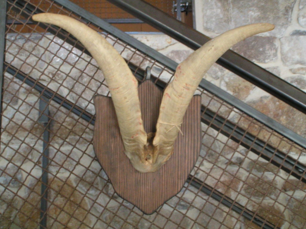 Vintage Mounted Rams Horns