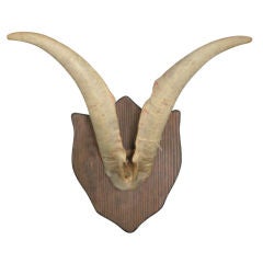 Vintage Mounted Rams Horns