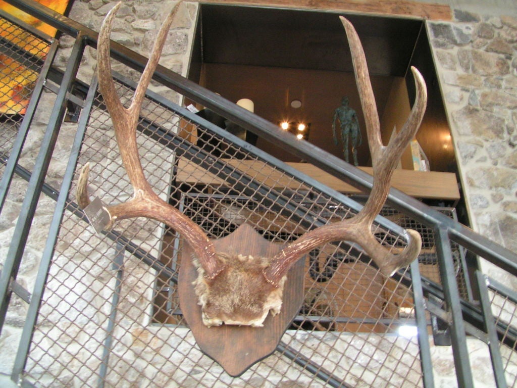 Corna di cervo montate