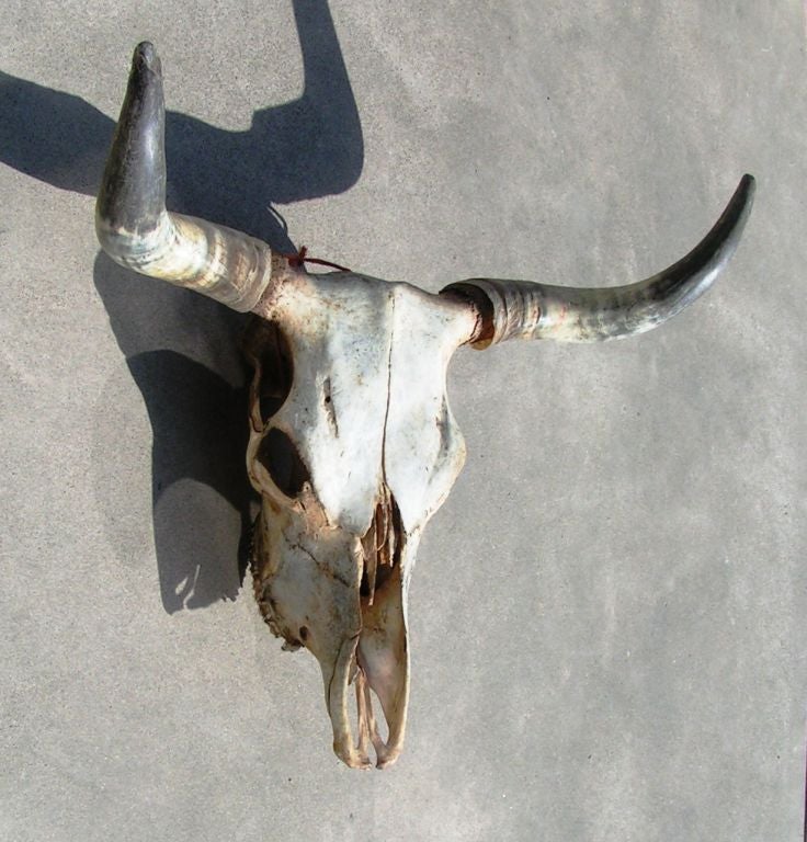 Very cool large steer skull.  Missing septum bone.  Horns are on but not glued or affixed and so can be removed for shipping.