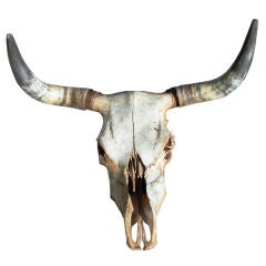Vintage Steer Skull