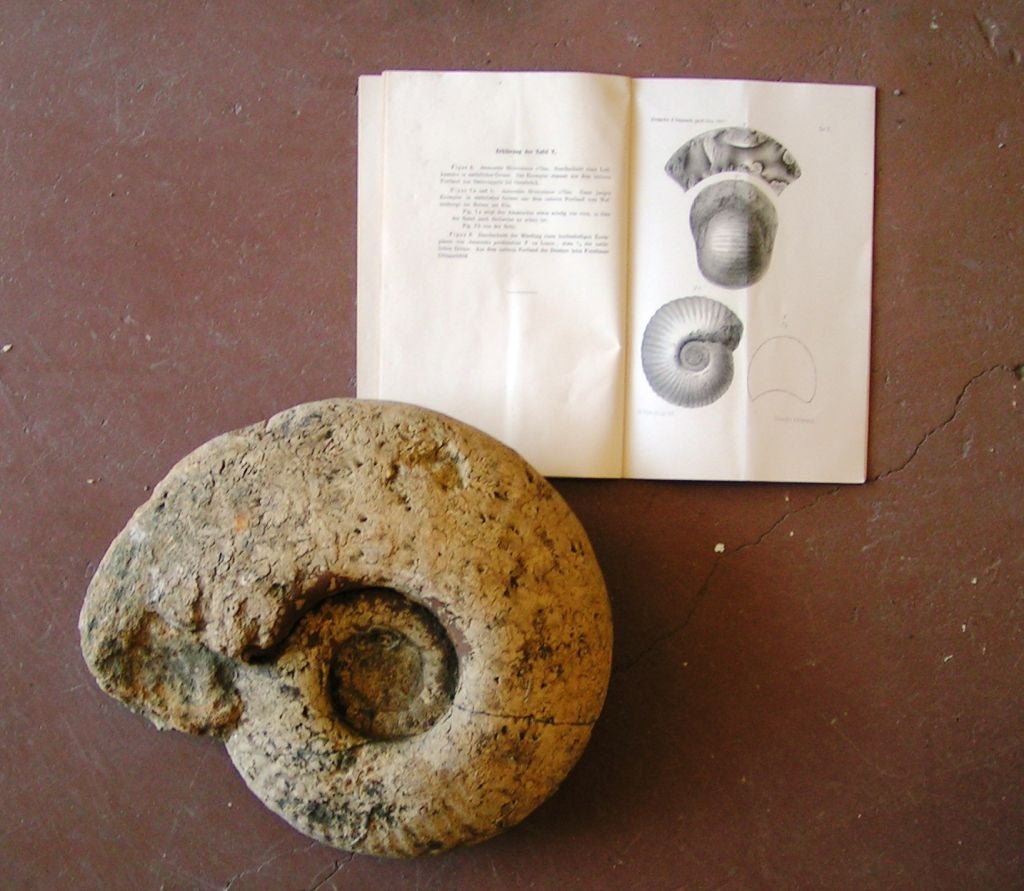 Ammonite fossil with an accompanying German University book from 1887, with sketches and descriptions of ammonite forms and species.

Ammonites were predatory prehistoric cephalopod mollusks which existed between 400 and 66 million years ago