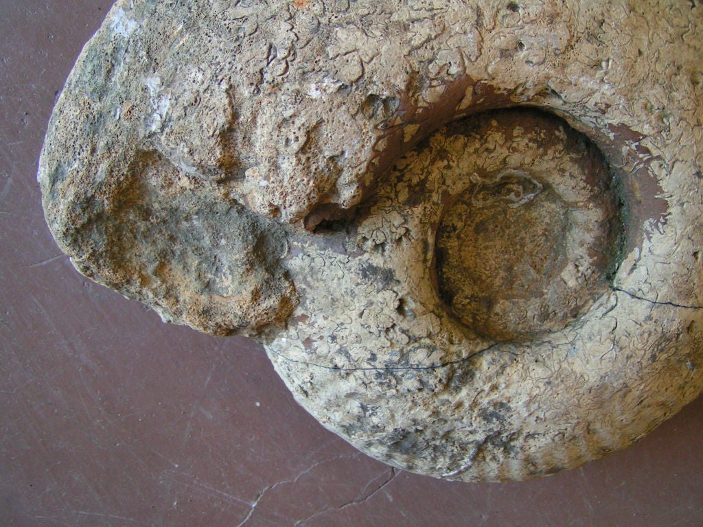 French Ammonite Fossil with 19th Century University Book