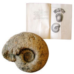 Ammonite Fossil with 19th Century University Book