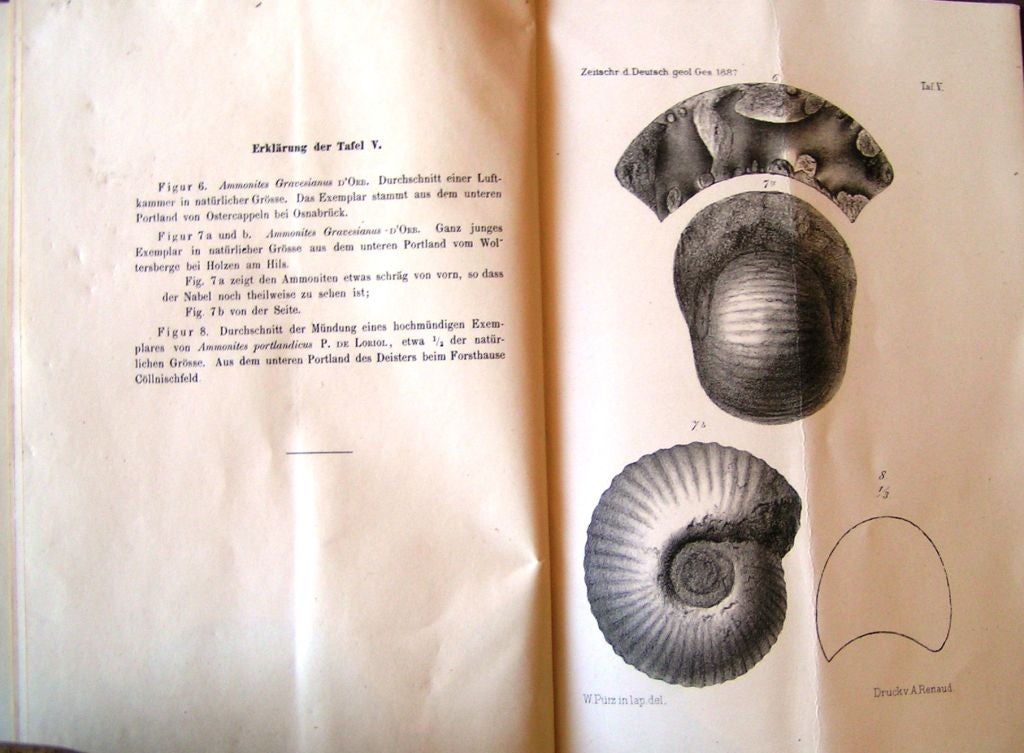 Paper Ammonite Fossil with 19th Century University Book