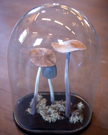 French Large Domed Mushroom