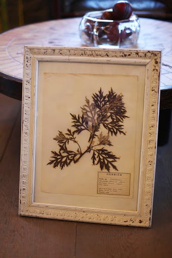Mounted Flower Botanical - Herbiers For Sale 1