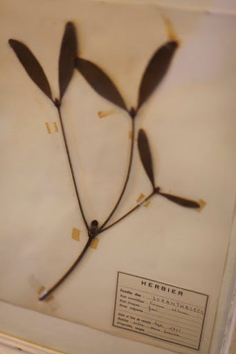 Mid-20th Century Mounted Flower Botanical - Herbiers For Sale