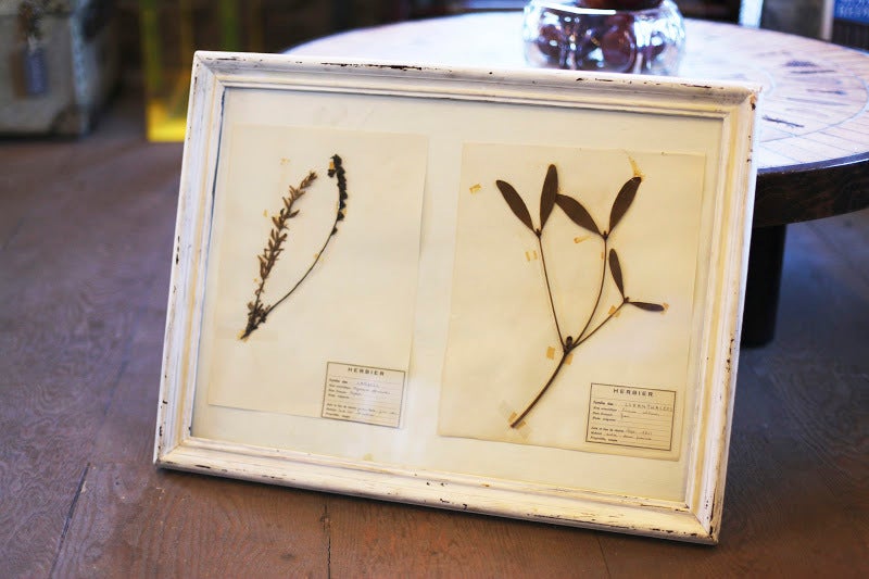 Dried and pressed botanical specimens were collected and presented by French students as an educational exercise. Measurements vary. (Priced at $375 each)