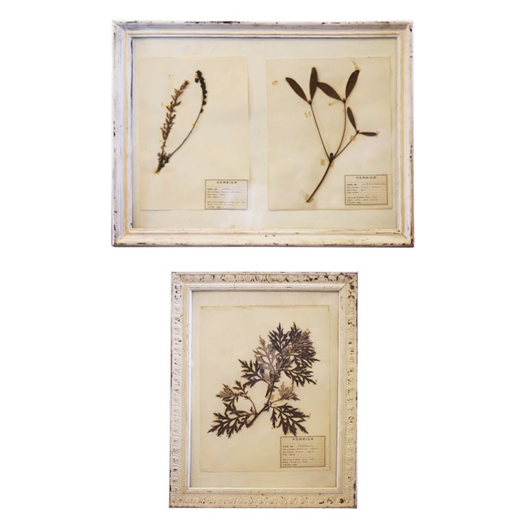 Mounted Flower Botanical - Herbiers