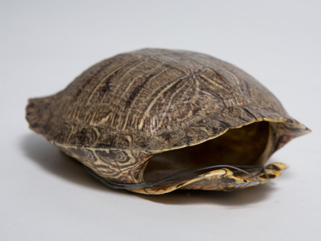 Collection of Tortoise Shells at 1stdibs