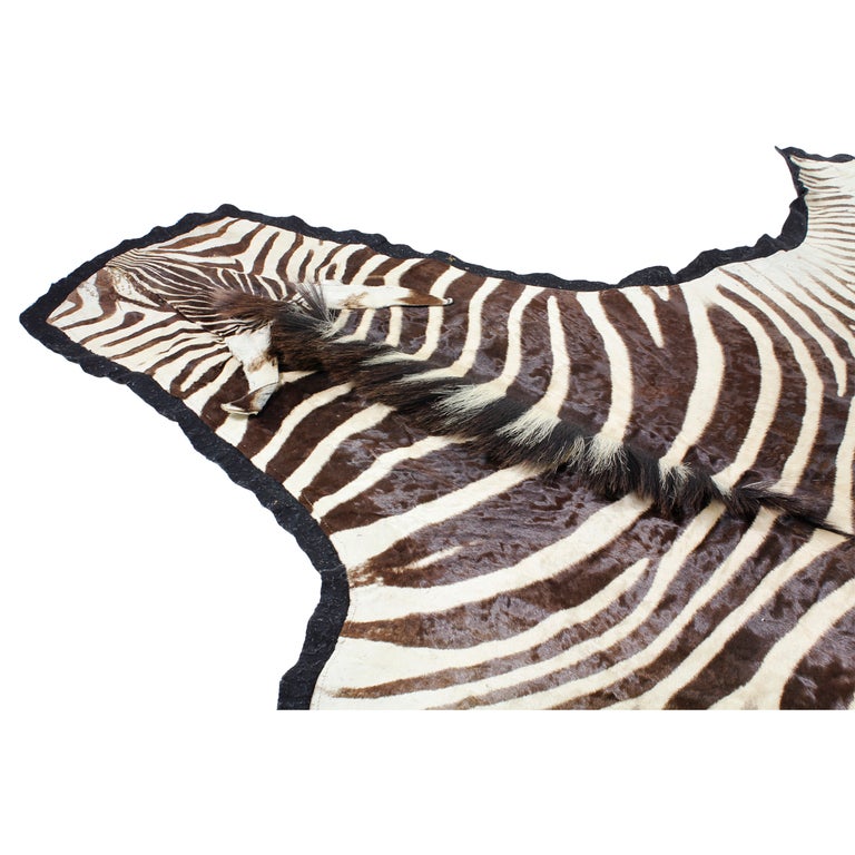 This is one of the best zebra rugs that I have seen. The markings are great, and the coat is longer, with a bit of a sheen to it. All in all it makes for a very wonderful mid 20th C. piece. The hide is mounted on felt, and is finished in the
