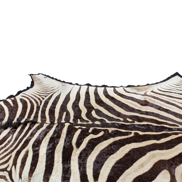 Central African Zebra Hide Rug, with a Fabulous Coat