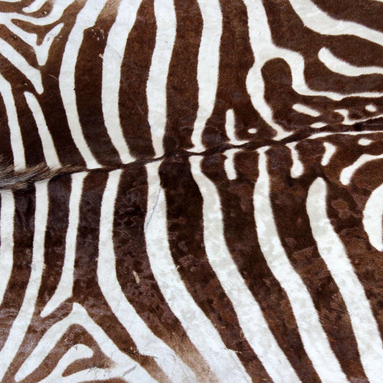 Large Well Marked Burchell Zebra Hide on Felt Rug In Excellent Condition In Palm Beach, FL