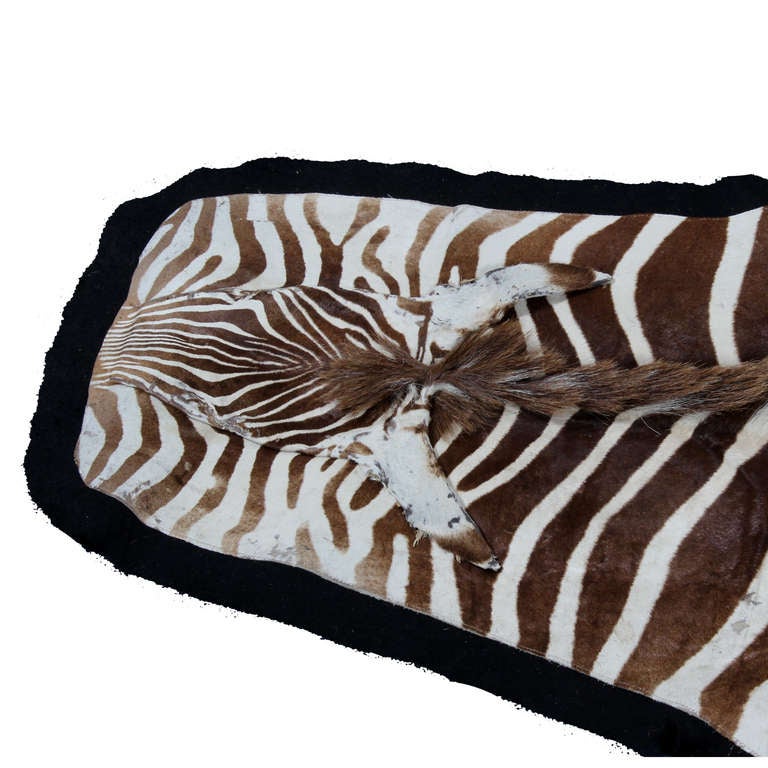 Organic Modern Large Well Marked Burchell Zebra Hide on Felt Rug