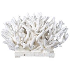 Long and Low Staghorn Coral Centerpiece