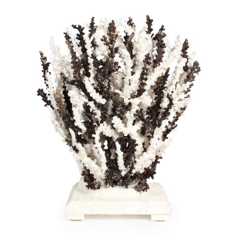 Black and white octopus coral combine to create this very dramatic and striking centrepiece. Mounted on coquina stone.

This piece cannot be shipped out of the US, without expensive extra expenditures for export permits. No guarantees that the