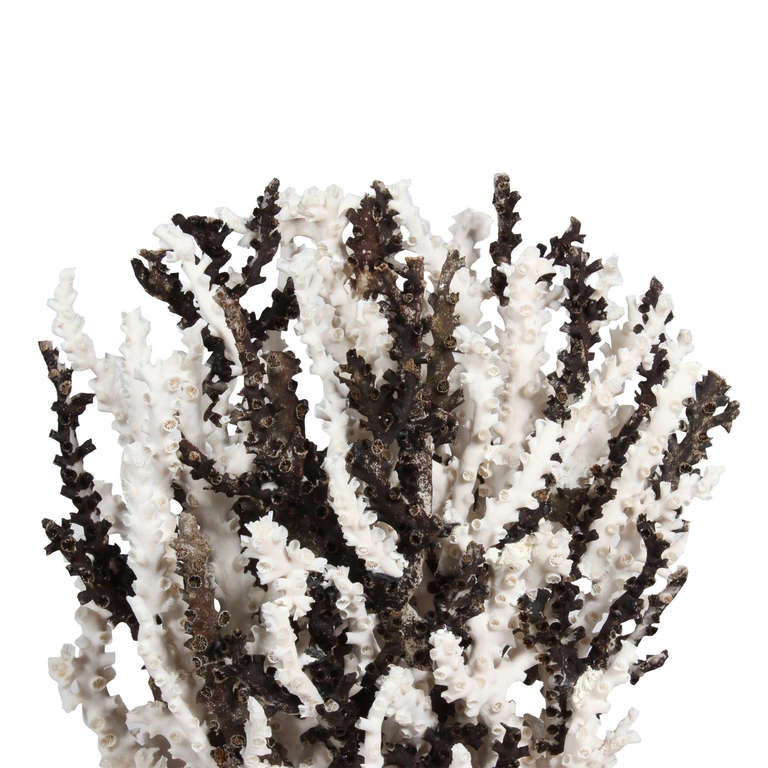 Organic Modern Black and White Octopus Coral Centerpiece or Sculpture