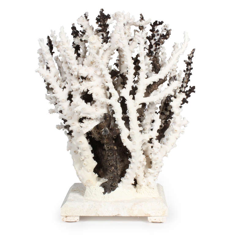 20th Century Black and White Octopus Coral Centerpiece or Sculpture
