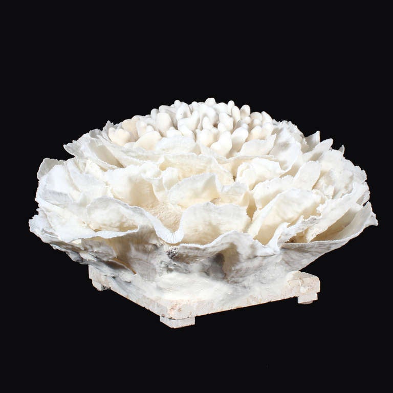 A large coral centerpiece, with elkhorn coral nestled in leaves of merulina coral, on a coquina stone base, reminiscent of flower, this is a very dramatic piece, perfect for the center of a large dining or coffee table.