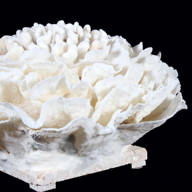 20th Century Elkhorn and Merulina Coral Centerpiece
