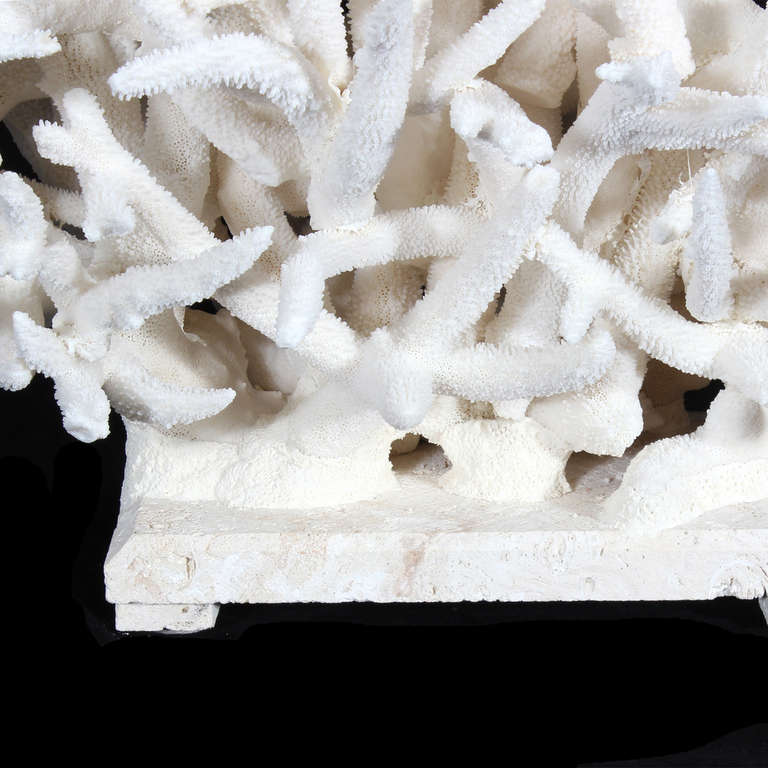 Large White Coral Centerpiece In Excellent Condition In Palm Beach, FL