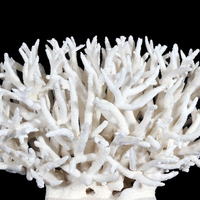large white coral for sale