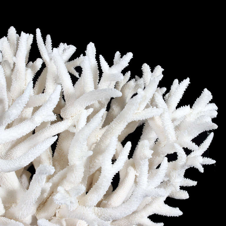 real white coral