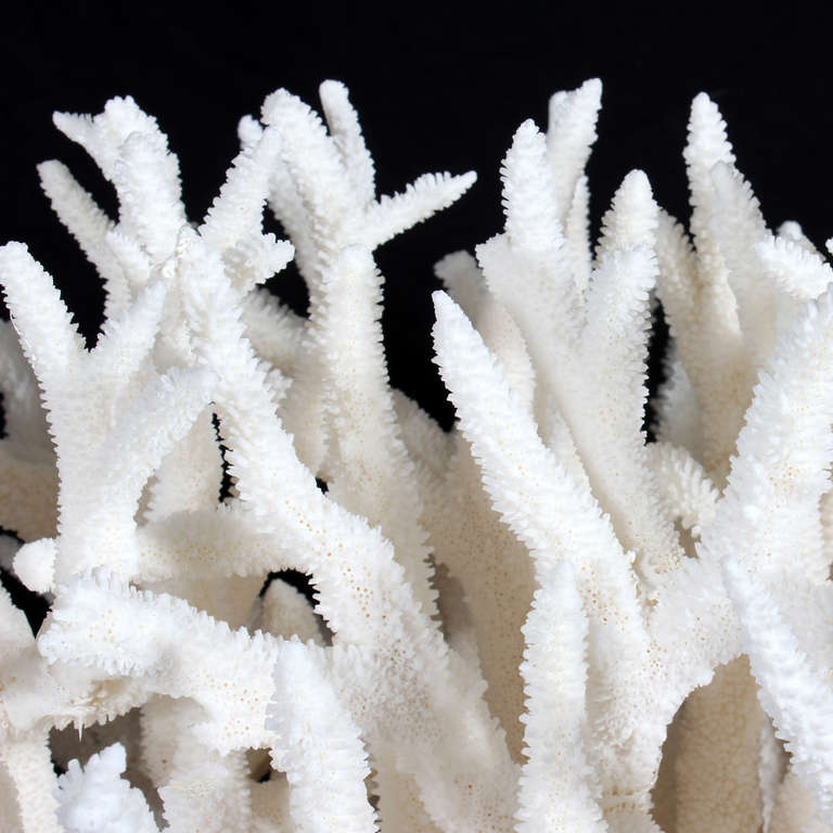 American Large White Coral Centerpiece