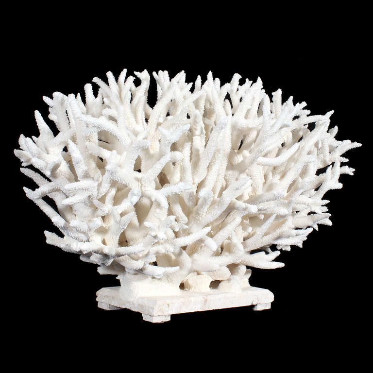 A large white and very dramatic staghorn coral centerpiece, constructed in such a way, that it is attractive from all directions. A perfect sculpture for a dining table, sideboard or a set of shelves. Mounted on Florida coquina stone base.